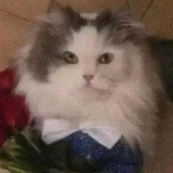 Foto de perfil de aefemboy